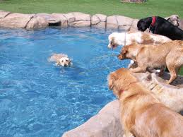 doggy day care in vail