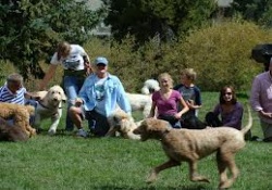 dog park in vail colorado