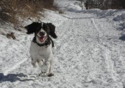 dog trail in vail