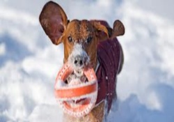 dog walking trails in vail