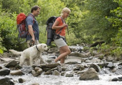 dog trail in vail colorado