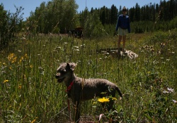 dog trail thru national forest in vail
