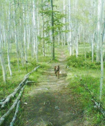 dog parks in vail