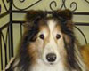 pet spa in vail